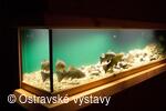 Akvária ve sklepení Slezskoostravského hradu